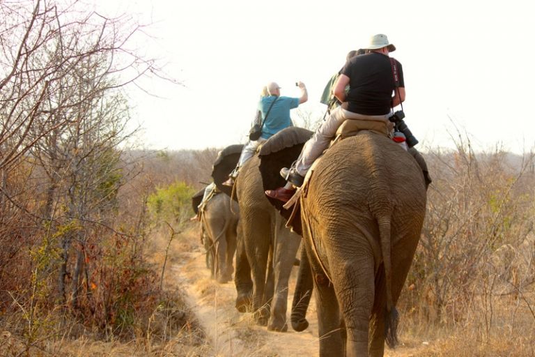 Elephant Ride & Interaction – Victoria Falls Wildlife Experience